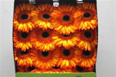 Gerbera Gr Diamond Spotlight