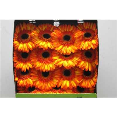 Gerbera Gr Diamond Spotlight