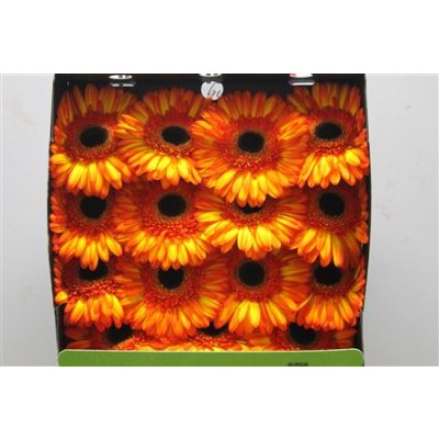 Gerbera Gr Diamond Spotlight