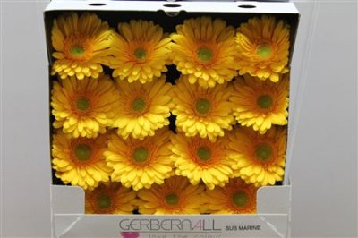 Gerbera Gr Diamond Submarine