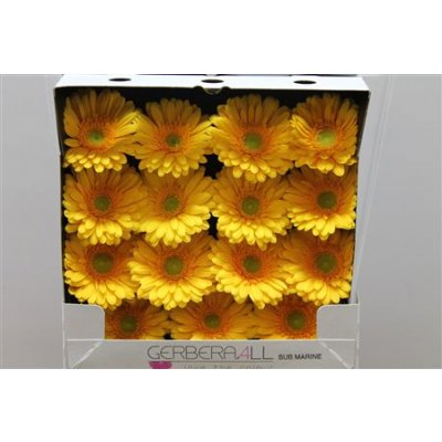 Gerbera Gr Diamond Submarine