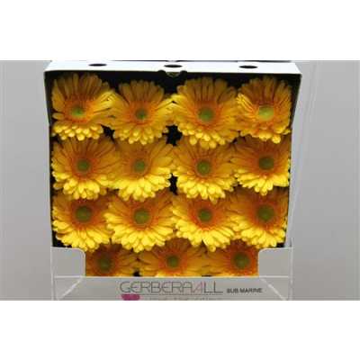 Gerbera Gr Diamond Submarine