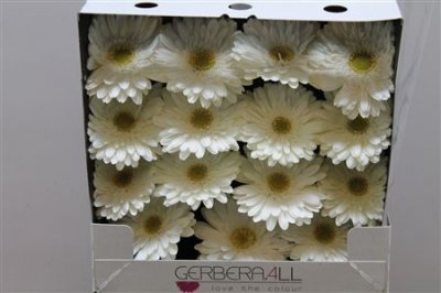 Gerbera Gr Diamond Swanlake