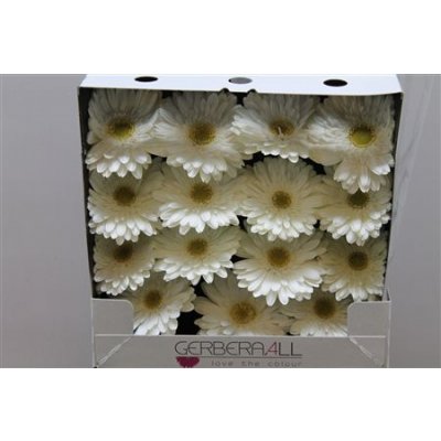 Gerbera Gr Diamond Swanlake