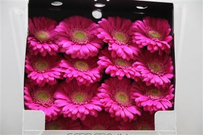 Gerbera Gr Diamond Ter Wink