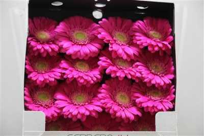 Gerbera Gr Diamond Ter Wink