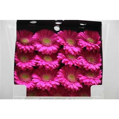 Gerbera Gr Diamond Ter Wink