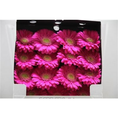 Gerbera Gr Diamond Ter Wink