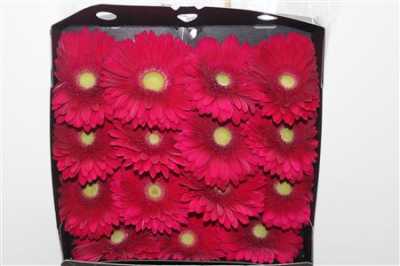 Gerbera Gr Diamond Tombola