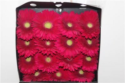 Gerbera Gr Diamond Tombola