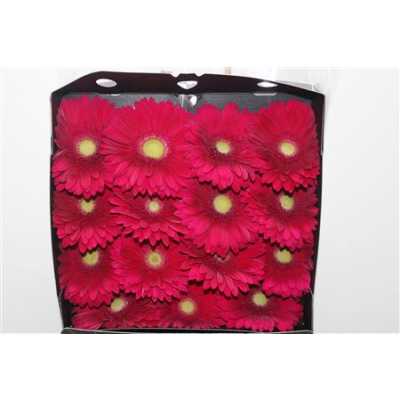 Gerbera Gr Diamond Tombola