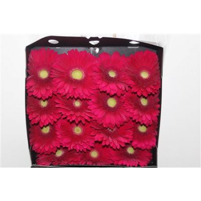 Gerbera Gr Diamond Tombola