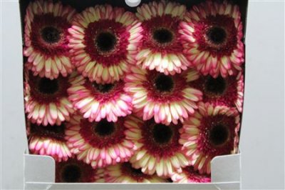 Gerbera Gr Diamond Trafassie