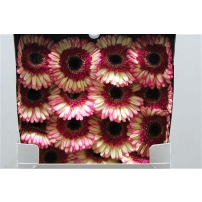 Gerbera Gr Diamond Trafassie