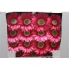 Gerbera Gr Diamond Unique