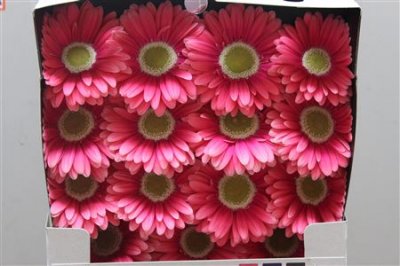 Gerbera Gr Diamond Unique