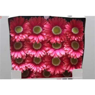 Gerbera Gr Diamond Unique