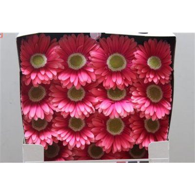 Gerbera Gr Diamond Unique