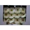 Gerbera Gr Diamond White Grizzly