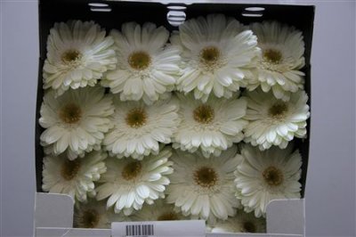 Gerbera Gr Diamond White Grizzly