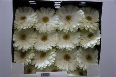 Gerbera Gr Diamond White Grizzly