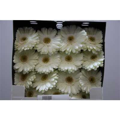 Gerbera Gr Diamond White Grizzly