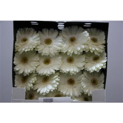 Gerbera Gr Diamond White Grizzly