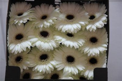 Gerbera Gr Diamond White House