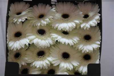 Gerbera Gr Diamond White House