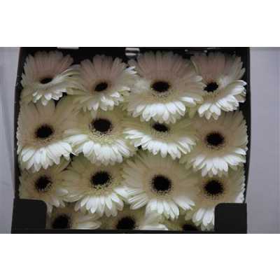 Gerbera Gr Diamond White House