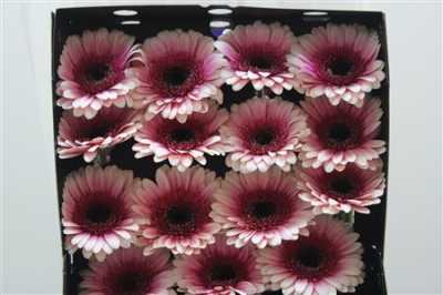 Gerbera Gr Diamond Xanadu