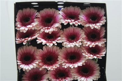 Gerbera Gr Diamond Xanadu