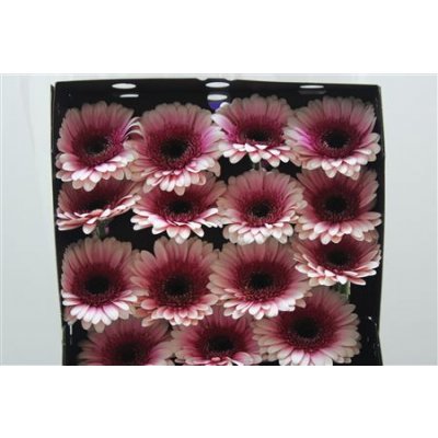Gerbera Gr Diamond Xanadu