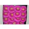 Gerbera Gr Diamond Zazoo