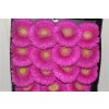 Gerbera Gr Diamond Zazoo
