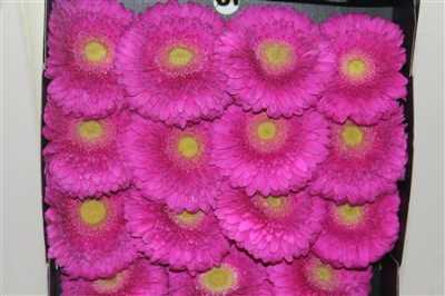 Gerbera Gr Diamond Zazoo