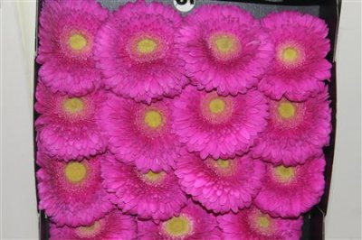 Gerbera Gr Diamond Zazoo
