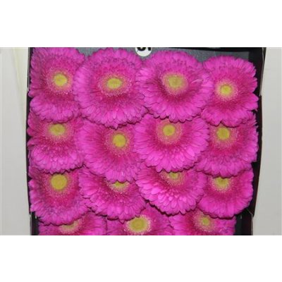 Gerbera Gr Diamond Zazoo