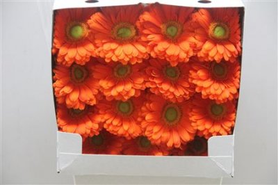 Gerbera Gr Diamond Zodiac