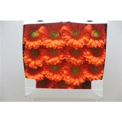 Gerbera Gr Diamond Zodiac
