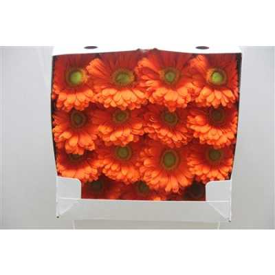 Gerbera Gr Diamond Zodiac