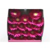 Gerbera Mi Diamond Airplay