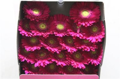 Gerbera Mi Diamond Airplay