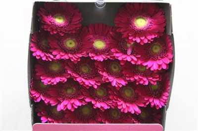 Gerbera Mi Diamond Airplay