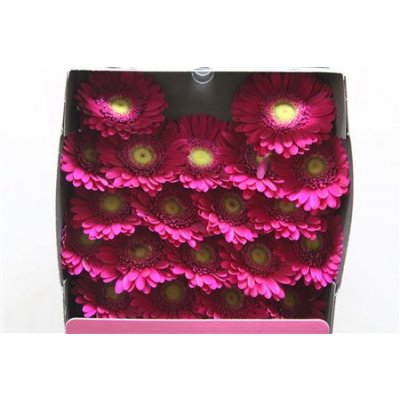 Gerbera Mi Diamond Airplay