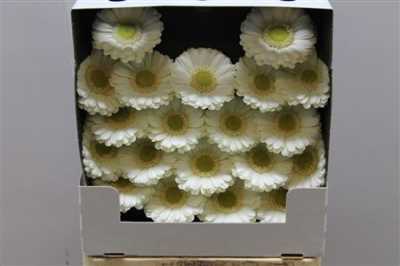 Gerbera Mi Diamond Albino