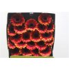 Gerbera Mi Diamond Allround