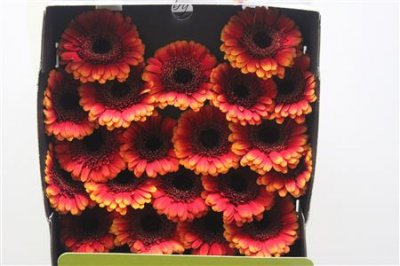 Gerbera Mi Diamond Allround