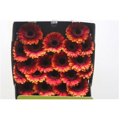 Gerbera Mi Diamond Allround