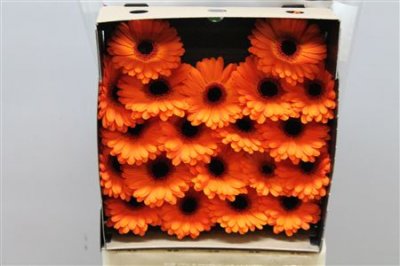Gerbera Mi Diamond Allure